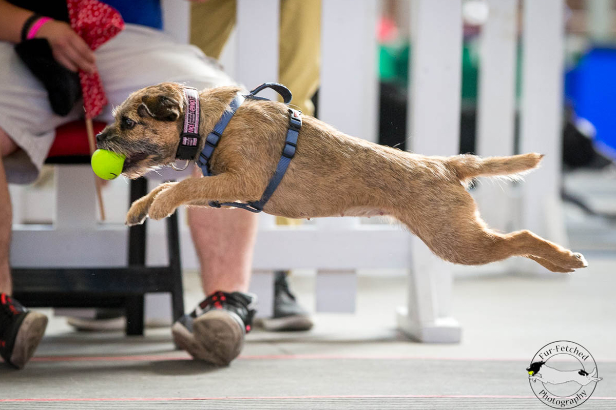 O salto inicial: Ensinando o cão a pegar a bolinha - inspiração 1
