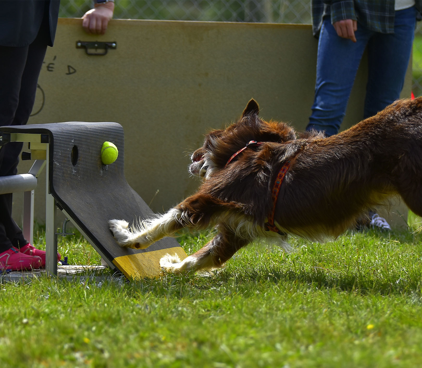 Treinos em equipe: A sinergia entre cães e tutores - inspiração 2