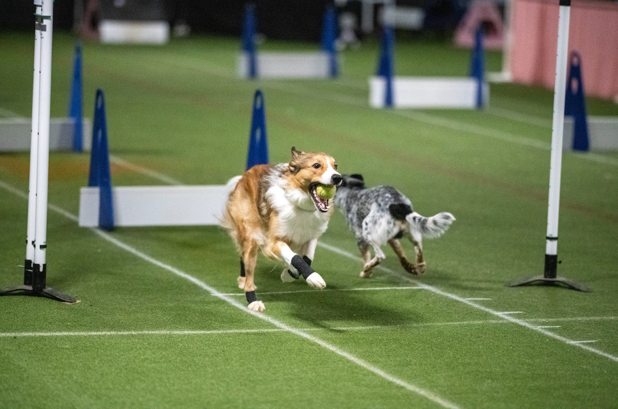 Superando desafios comuns no aprendizado do Flyball - inspiração 1