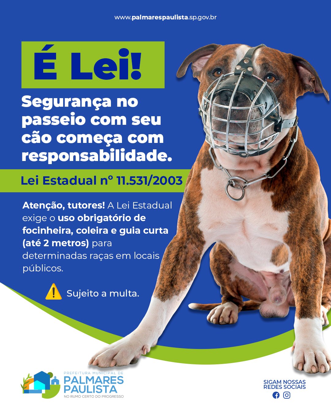 Escolhendo a Focinheira Certa: Conforto e Segurança do Seu Pet