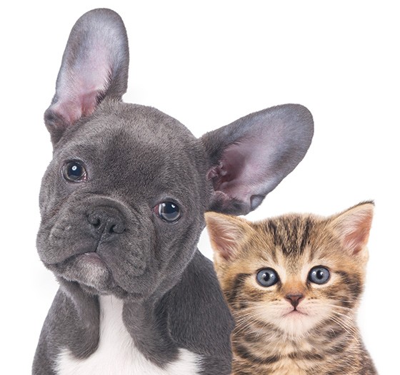 Socialização controlada: novas experiências positivas - inspiração 2