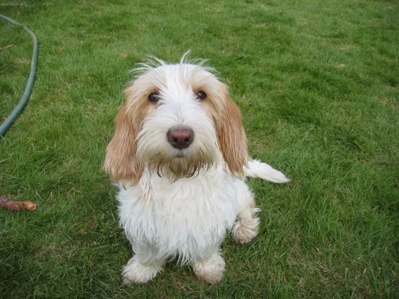 Adaptação ao Ambiente: Ideal para Casa ou Apartamento? - inspiração 2