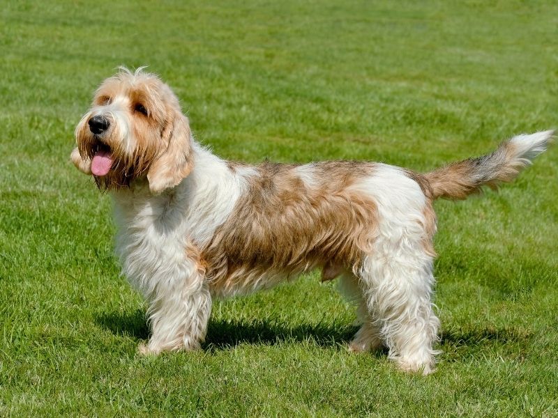 Temperamento Leal: O Que Esperar da Personalidade Deste Cão? - inspiração 1