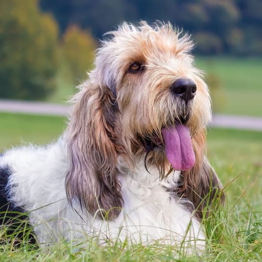 Cuidados Essenciais com a Pelagem Longa e Densa - inspiração 2