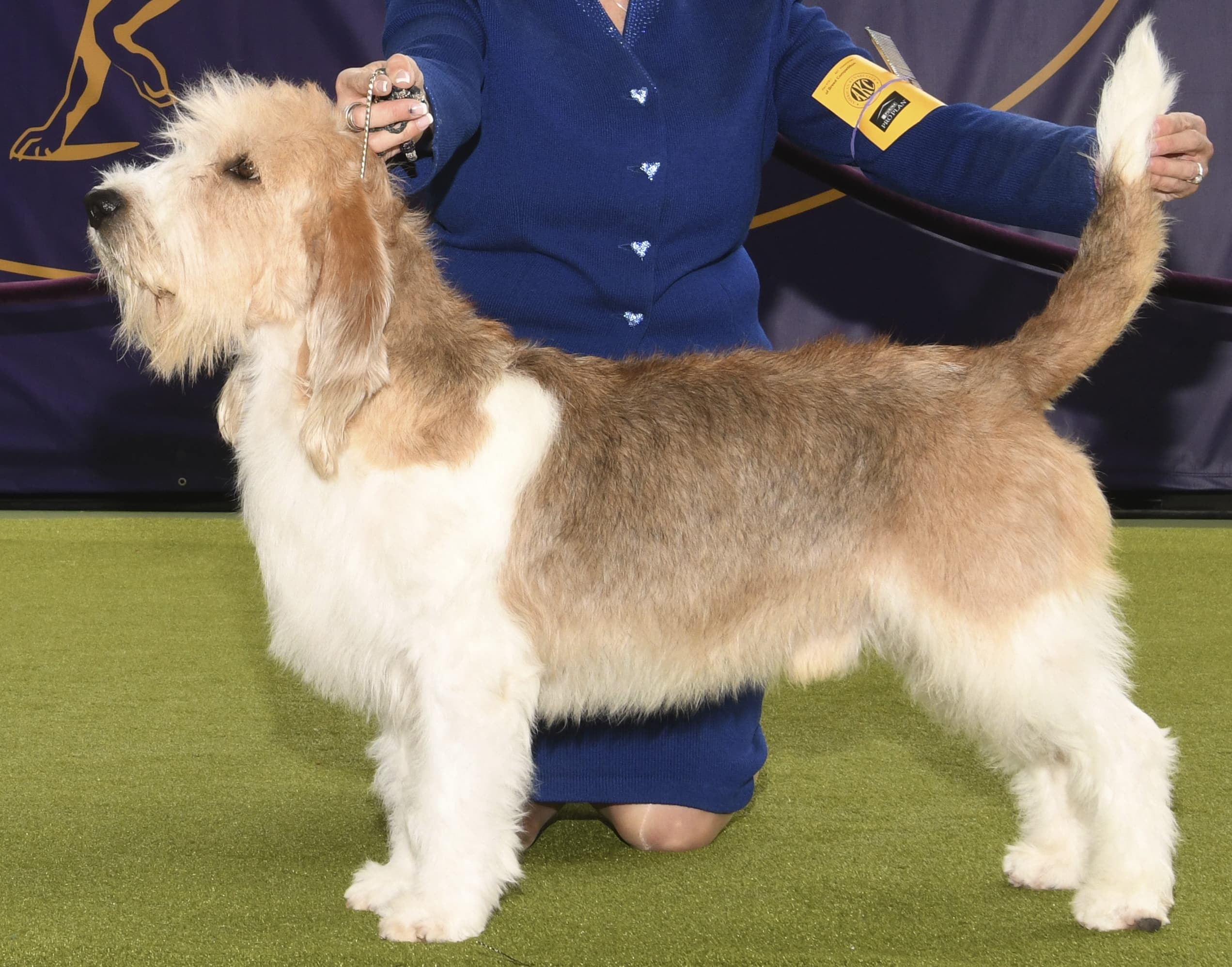 Alimentação Balanceada: Nutrição para um Cão Saudável e Ativo - inspiração 2