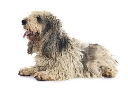 Exercícios Diários: Mantendo Seu Grand Basset Sempre Feliz e Disposto - inspiração 2