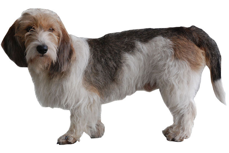 O Grand Basset em Família: Como Ele Se Adapta a Crianças e Outros Pets? - inspiração 2