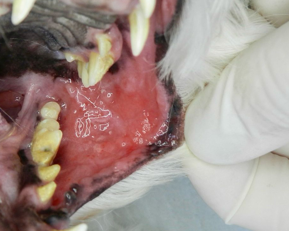 O que é realmente a halitose canina? - inspiração 2