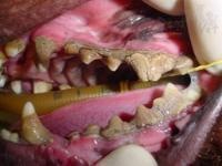 A dieta do seu cão e o impacto no hálito - inspiração 1