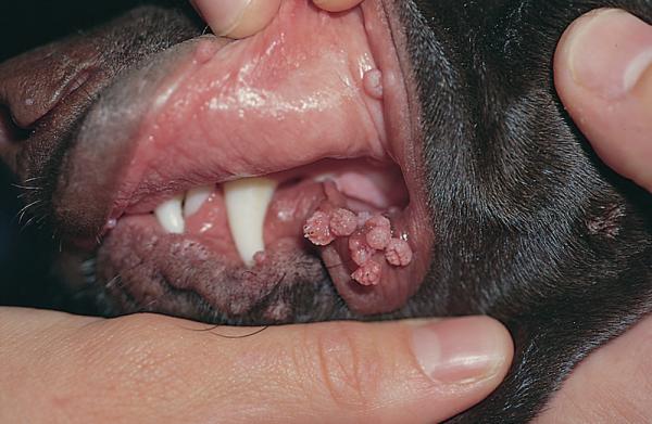 Higiene bucal: o pilar essencial para um hálito fresco - inspiração 2