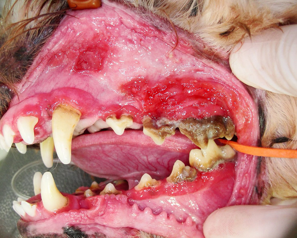 Quando a escovação não é suficiente: alternativas eficazes - inspiração 1