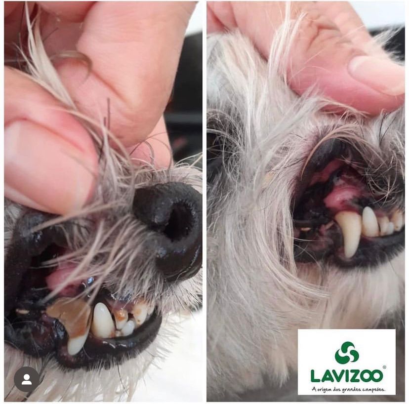 Diferenciando mau hálito normal do que exige atenção veterinária - inspiração 2