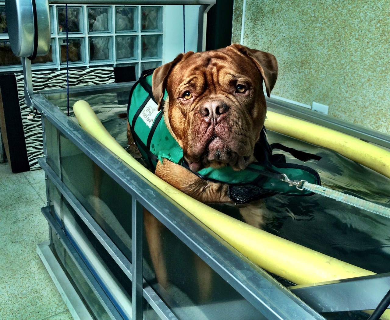 H2: O Que é a Hidroterapia Canina e Como Ela Funciona?