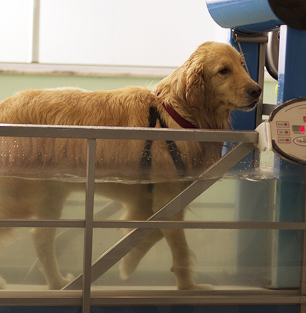 H2: Principais Modalidades de Hidroterapia Canina