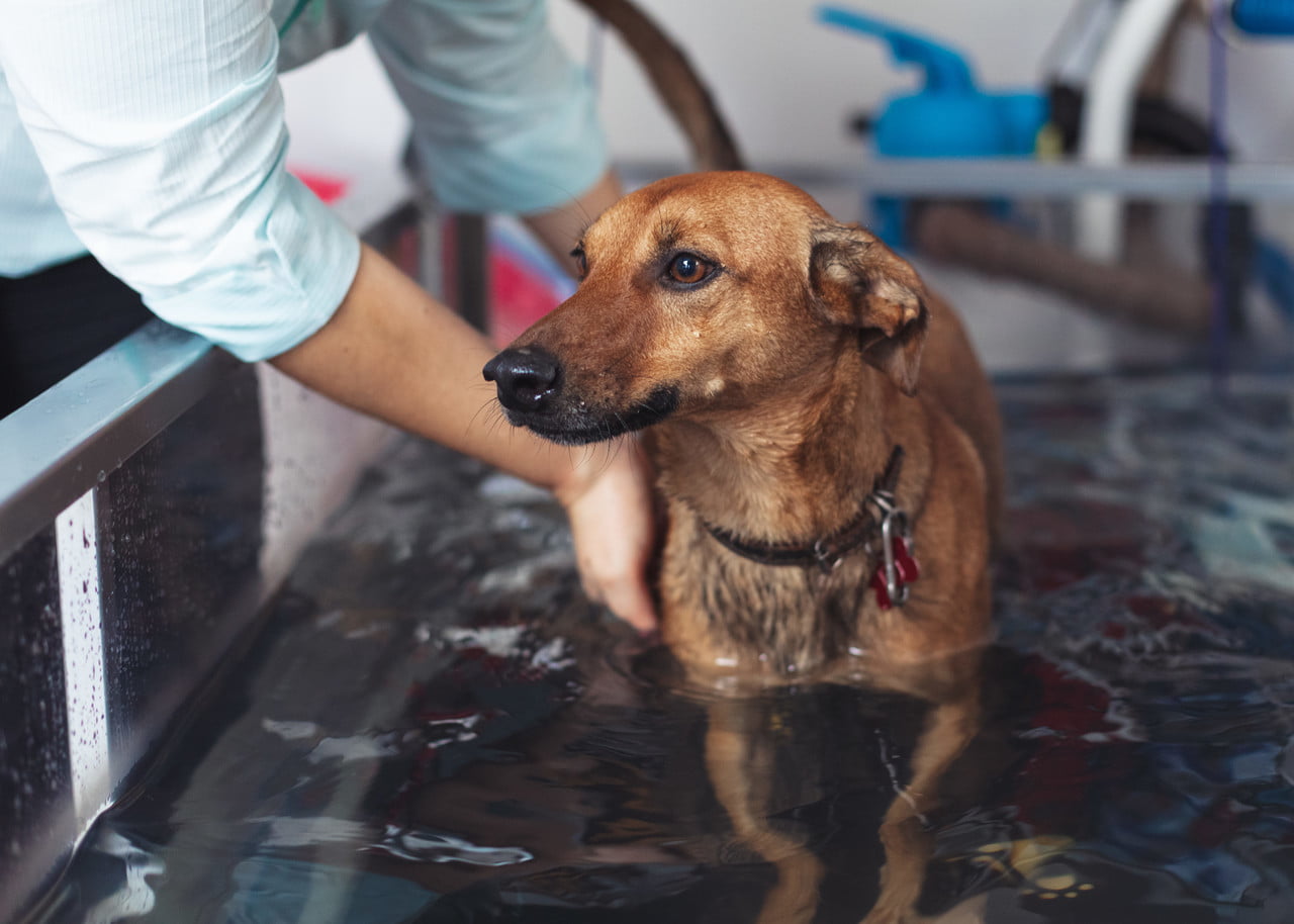 H2: Quanto Custa e Onde Encontrar Hidroterapia de Qualidade?