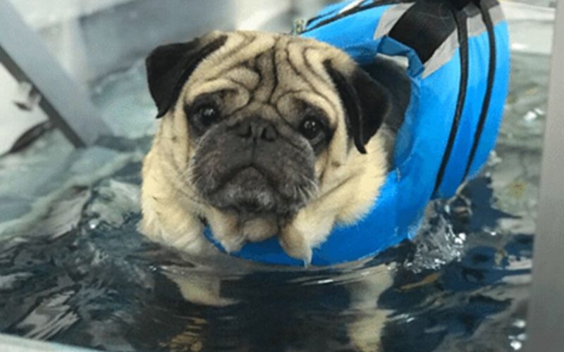 H2: Preparando Seu Cão para a Primeira Sessão: Dicas Essenciais