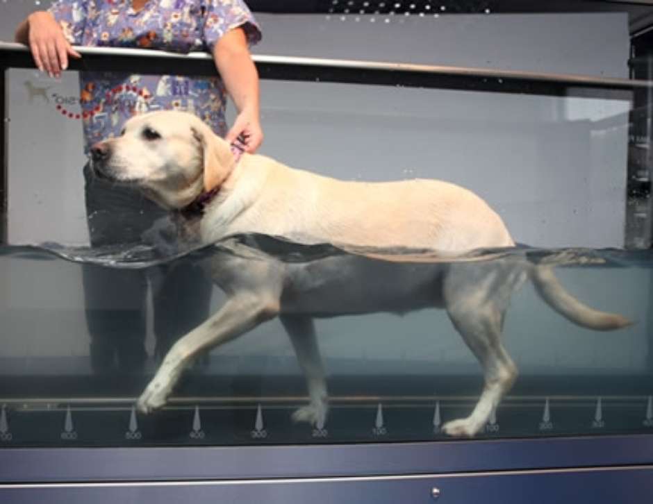 H2: Mitos e Verdades sobre a Hidroterapia Canina