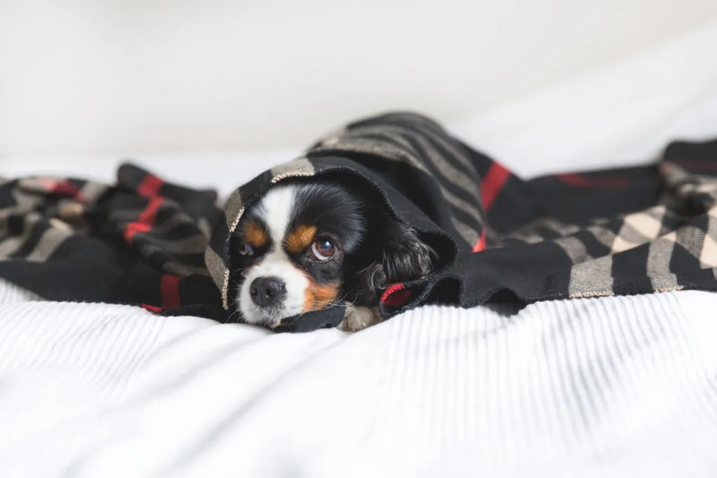 A Importância da Camada de Isolamento: Roupas e Acessórios para Cães em Climas Frios - inspiração 1