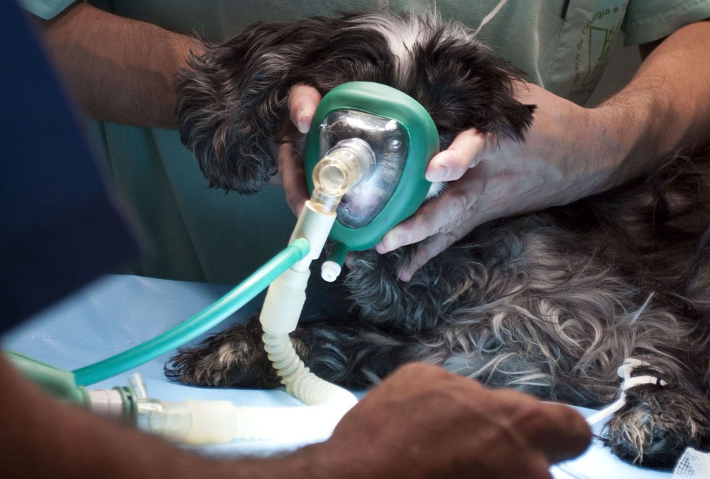 Cuidado com Patas e Orelhas: Zonas Vulneráveis Que Exigem Atenção Extra - inspiração 1