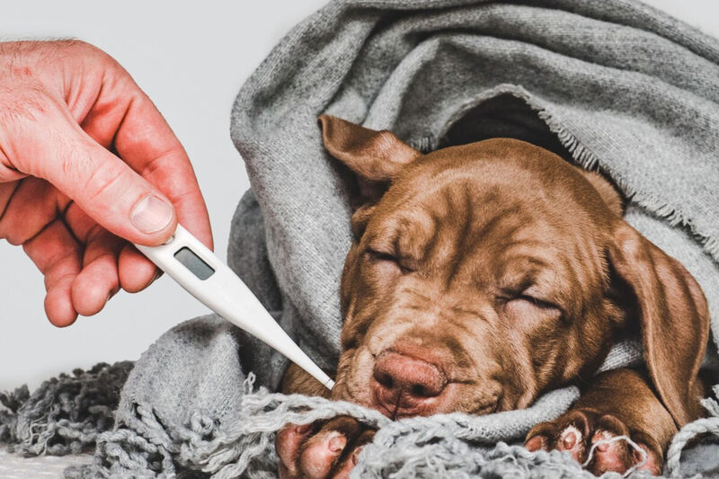 Raças Mais Susceptíveis: Conheça as Características e Necessidades Específicas - inspiração 1