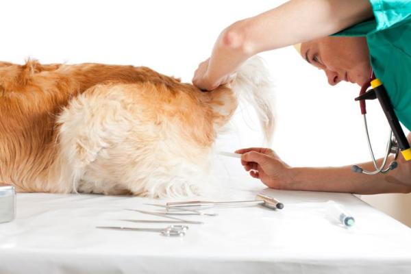 Raças Mais Susceptíveis: Conheça as Características e Necessidades Específicas - inspiração 2