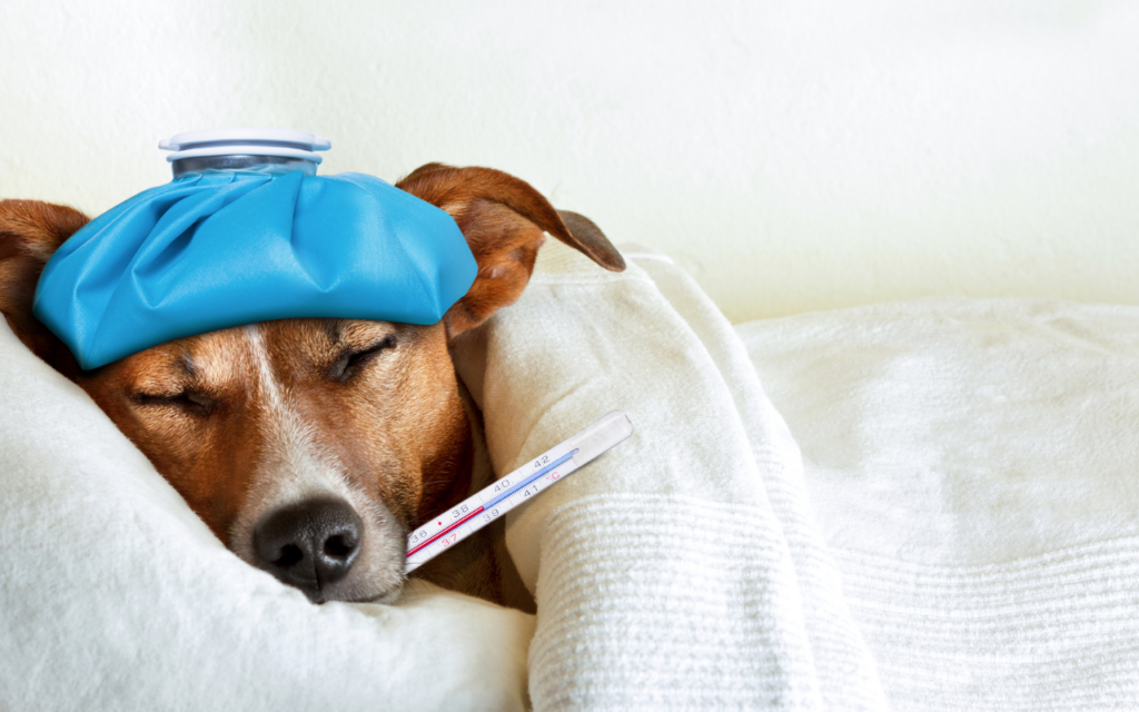 O Perigo da Umidade: Como o Frio Úmido Amplifica os Riscos para Seu Cão - inspiração 1