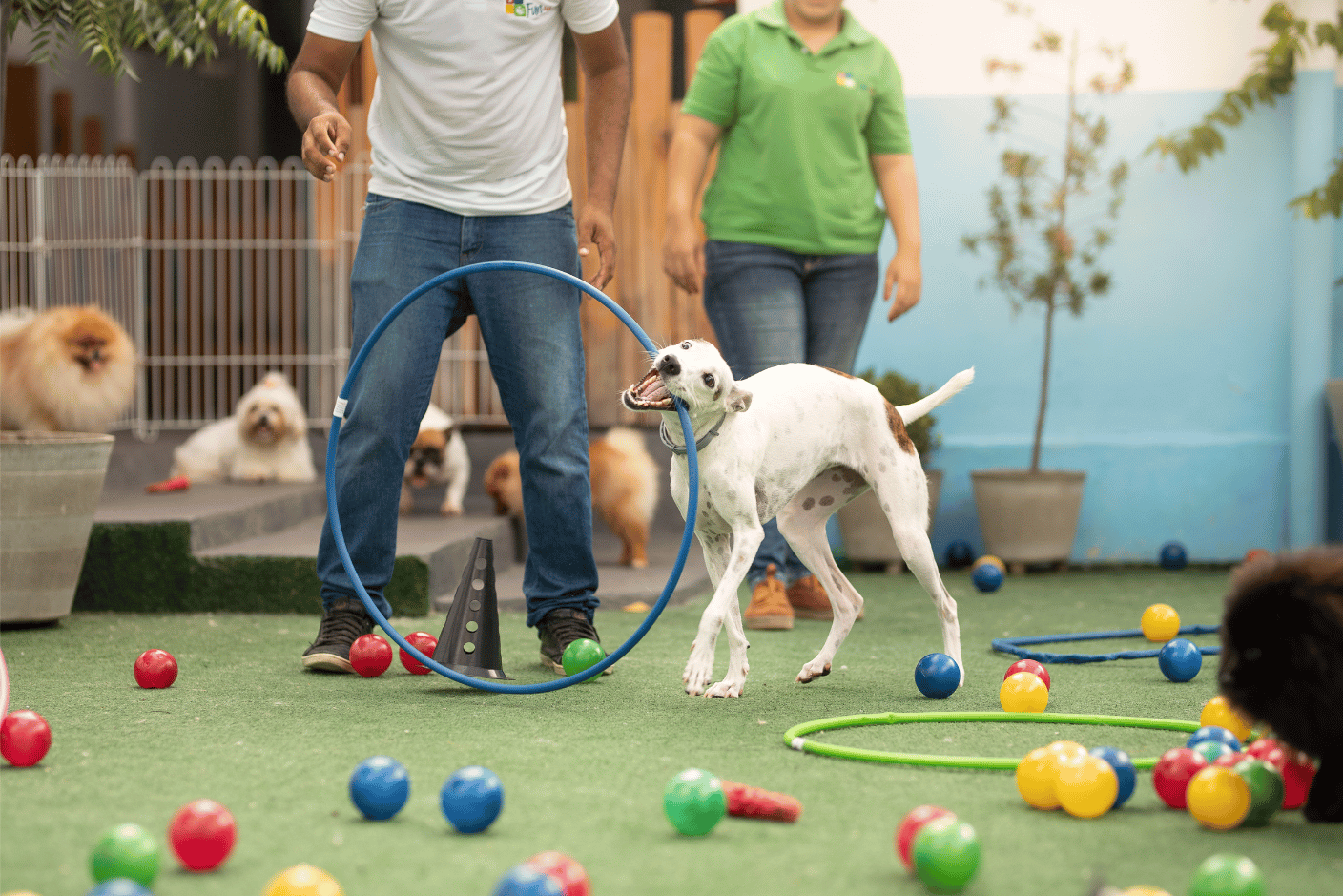 Higiene Impecável: Um Detalhe Crucial Para a Saúde do Seu Pet - inspiração 1