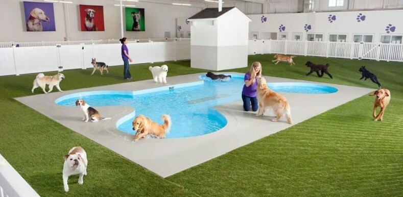 Higiene Impecável: Um Detalhe Crucial Para a Saúde do Seu Pet - inspiração 2