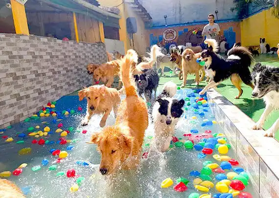 Profissionais Qualificados: Quem Vai Cuidar do Seu Melhor Amigo? - inspiração 2