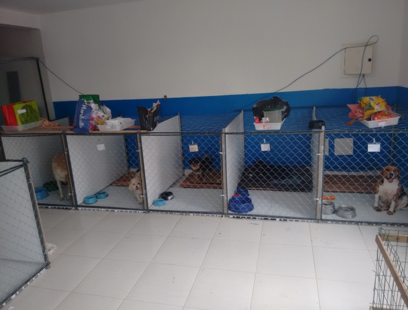 Atividades e Lazer: Diversão Garantida Para Todos os Cães - inspiração 1