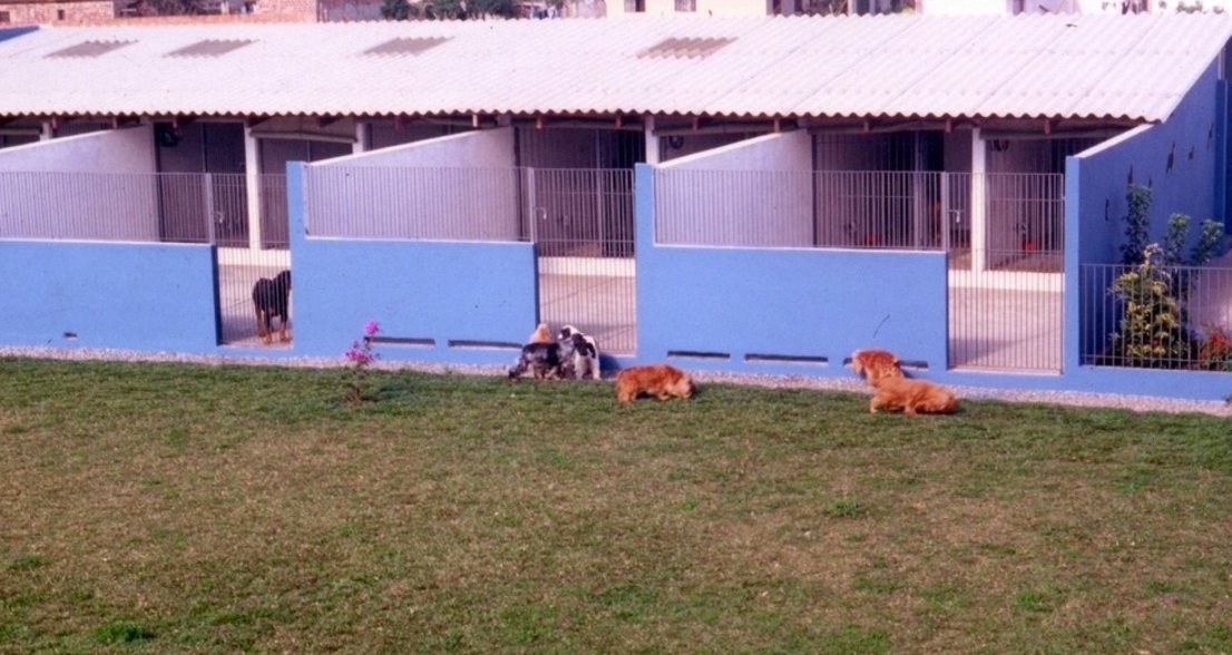 Atividades e Lazer: Diversão Garantida Para Todos os Cães - inspiração 2
