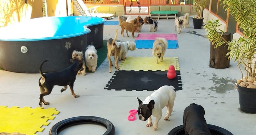 Monitoramento Constante: A Tranquilidade de Saber Que Ele Está Bem - inspiração 1