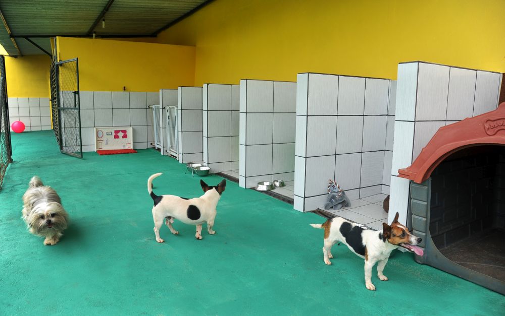 Monitoramento Constante: A Tranquilidade de Saber Que Ele Está Bem - inspiração 2