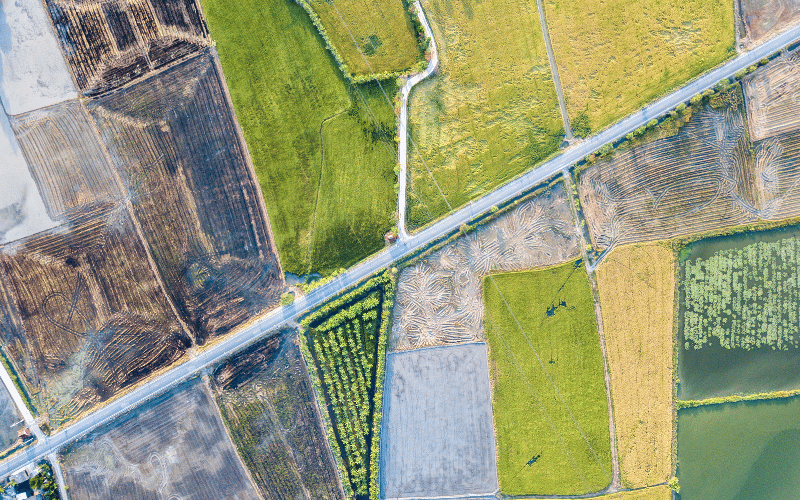Monitoramento da Saúde das Plantas: Identificando Problemas Antes Que Se Espalhem - inspiração 1