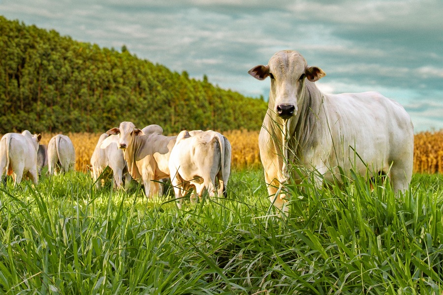Sustentabilidade e Lucratividade Andando de Mãos Dadas - inspiração 2