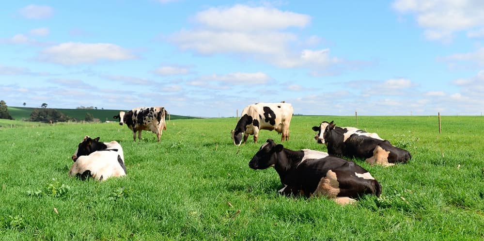 Por Que Adotar? Os Benefícios Concretos para Sua Propriedade - inspiração 2