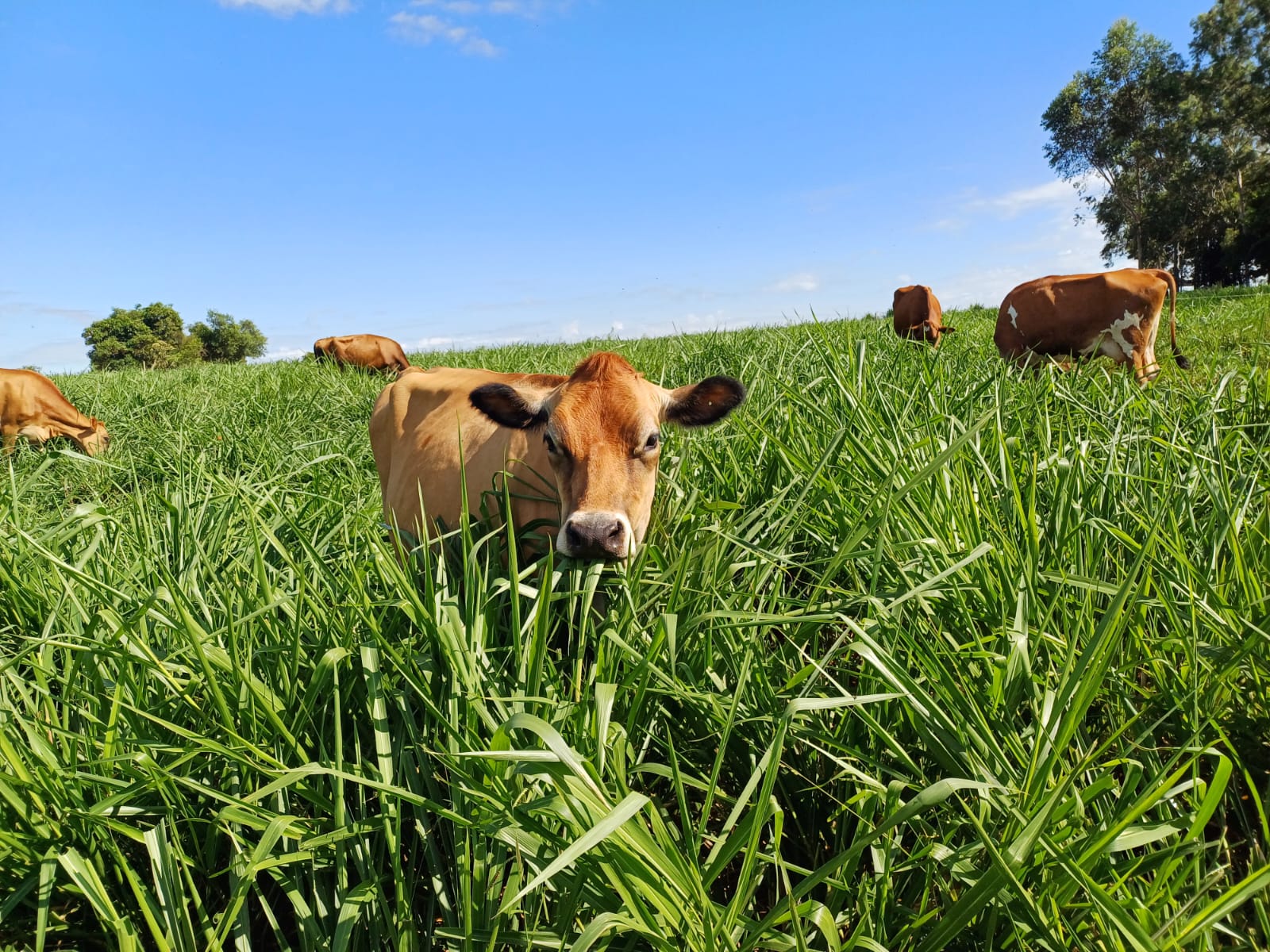 A Escolha das Culturas e Raças: Combinando Inteligência e Eficiência - inspiração 1