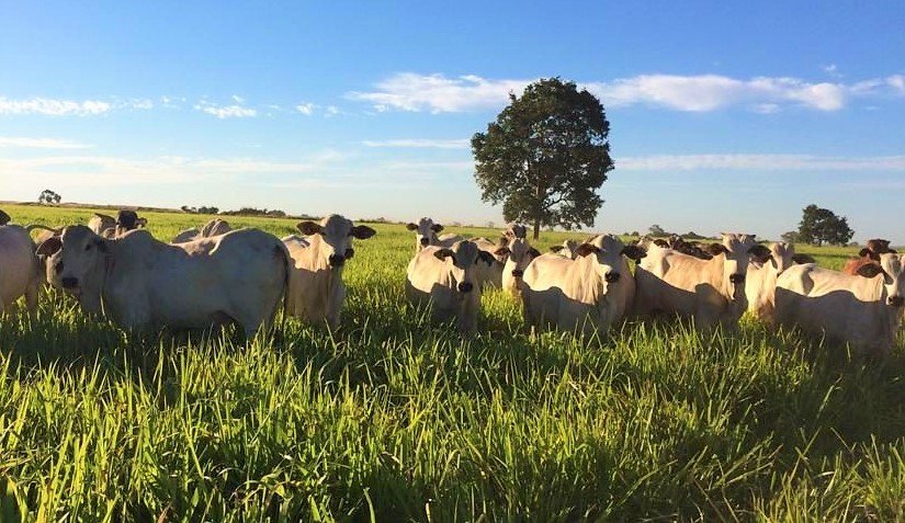 A Escolha das Culturas e Raças: Combinando Inteligência e Eficiência - inspiração 2