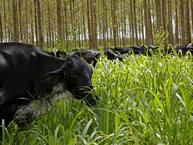 O Papel Crucial da Adubação Verde e Rotacionada - inspiração 1