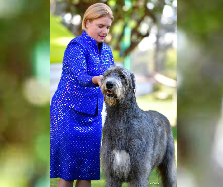 Treinamento e Socialização: Construindo um Companheiro Obediente - inspiração 2
