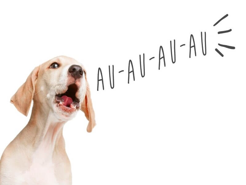 Além do Au-Au: Dicas Extras para a Harmonia no Lar