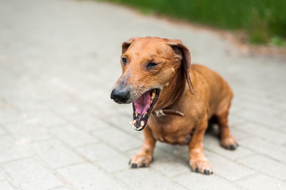 Latido Territorial: Marcando o Seu Espaço - inspiração 1