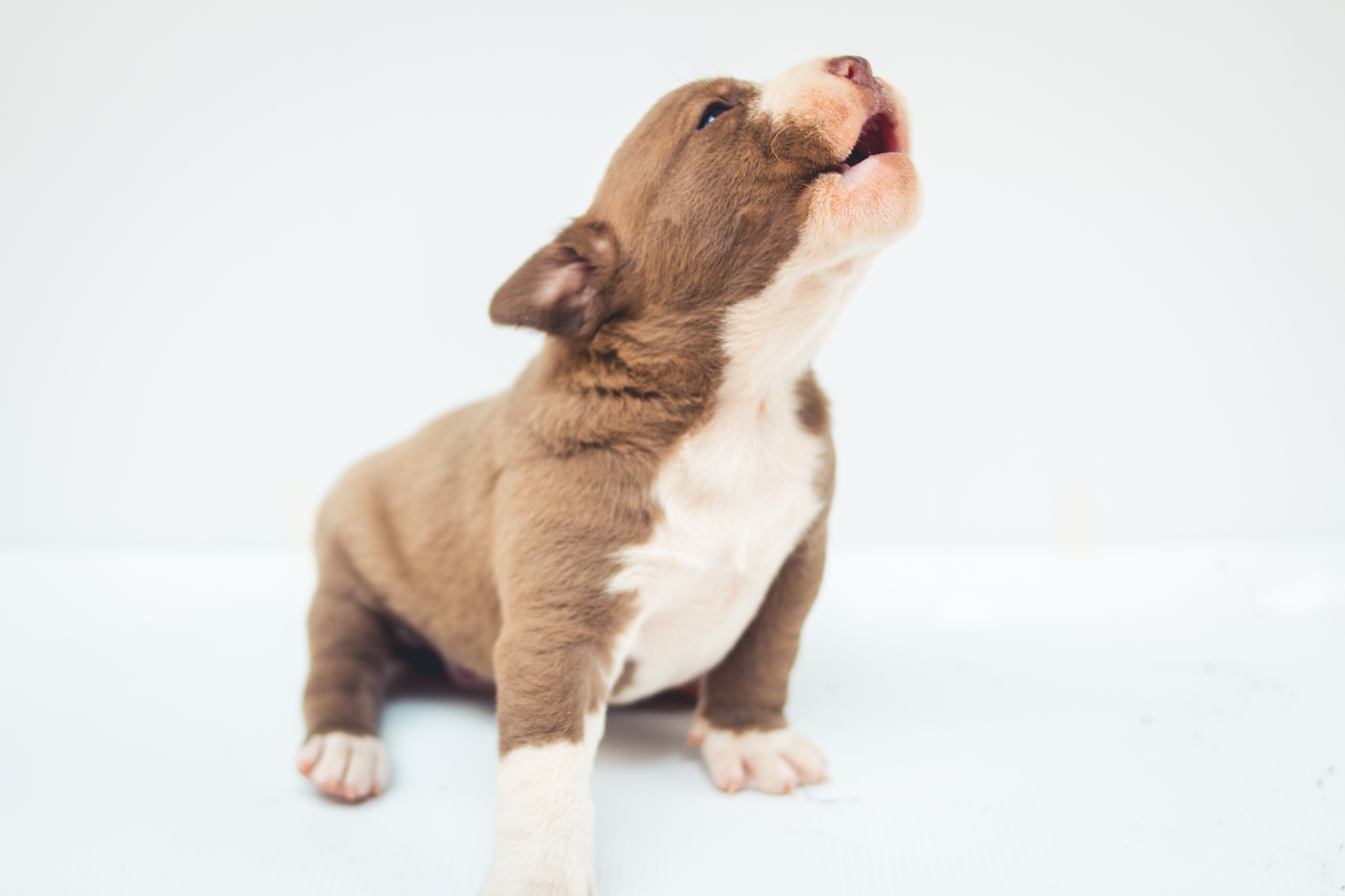 Latido por Atenção: O Pedido de Carinho - inspiração 2