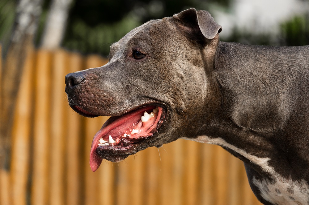 Latido de Ansiedade de Separação: Solidão e Insegurança - inspiração 2