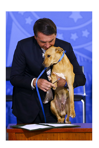 Regulamentação de Condomínios e Edifícios: Os Limites para Cães - inspiração 1