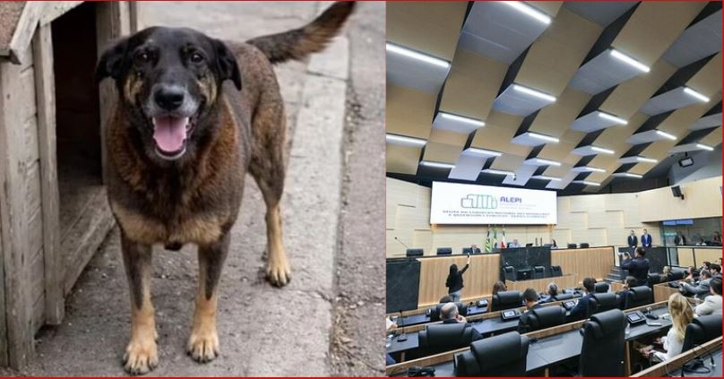 Adoção Responsável: Documentação e Direitos na Hora de Adotar - inspiração 2