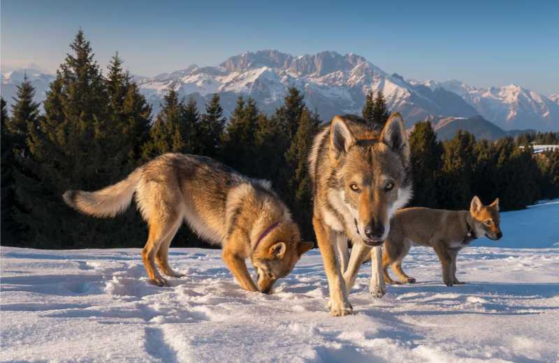 Temperamento e Personalidade: O Legado Selvagem - inspiração 1