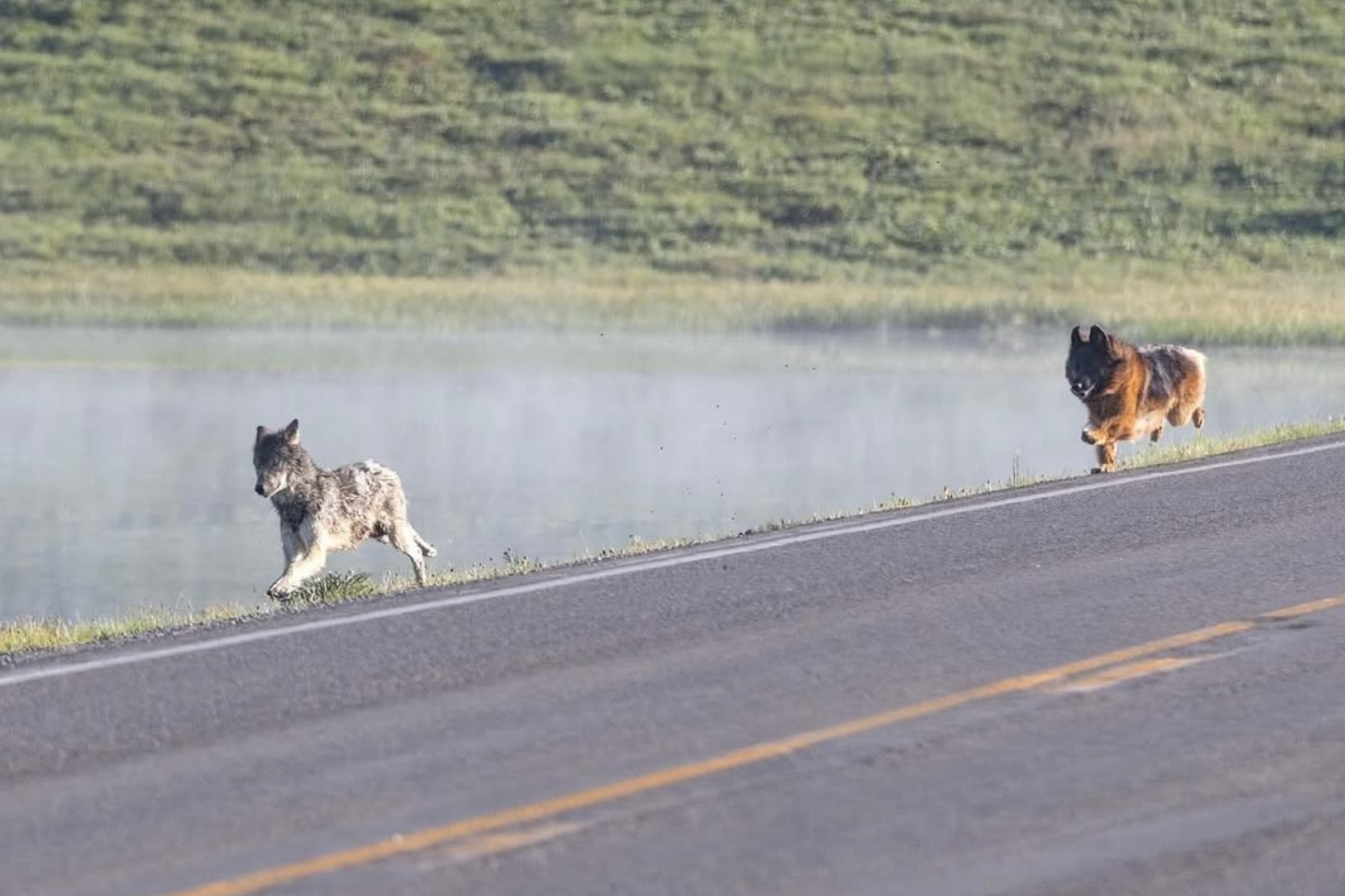 Temperamento e Personalidade: O Legado Selvagem - inspiração 2