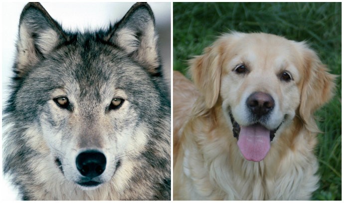 Comunicação Canina: Linguagem Corporal e Vocalizações - inspiração 2