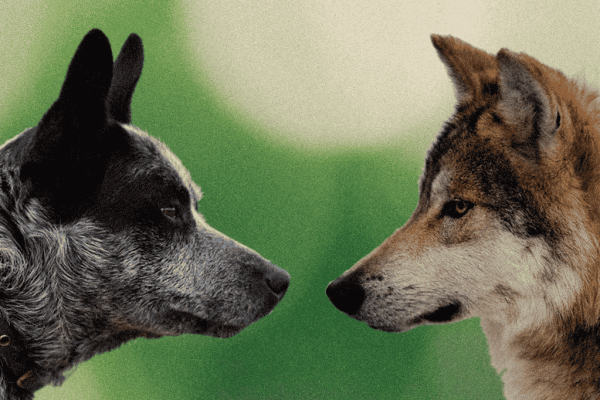 Estrutura Social: A Matilha e o Lar Humano - inspiração 1